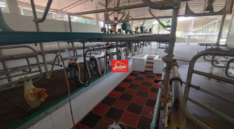 FAZENDA C/ 122 HÁ LEITEIRA E PECUÁRIA A VENDA NA REGIÃO DE ITAPETININGA-SP